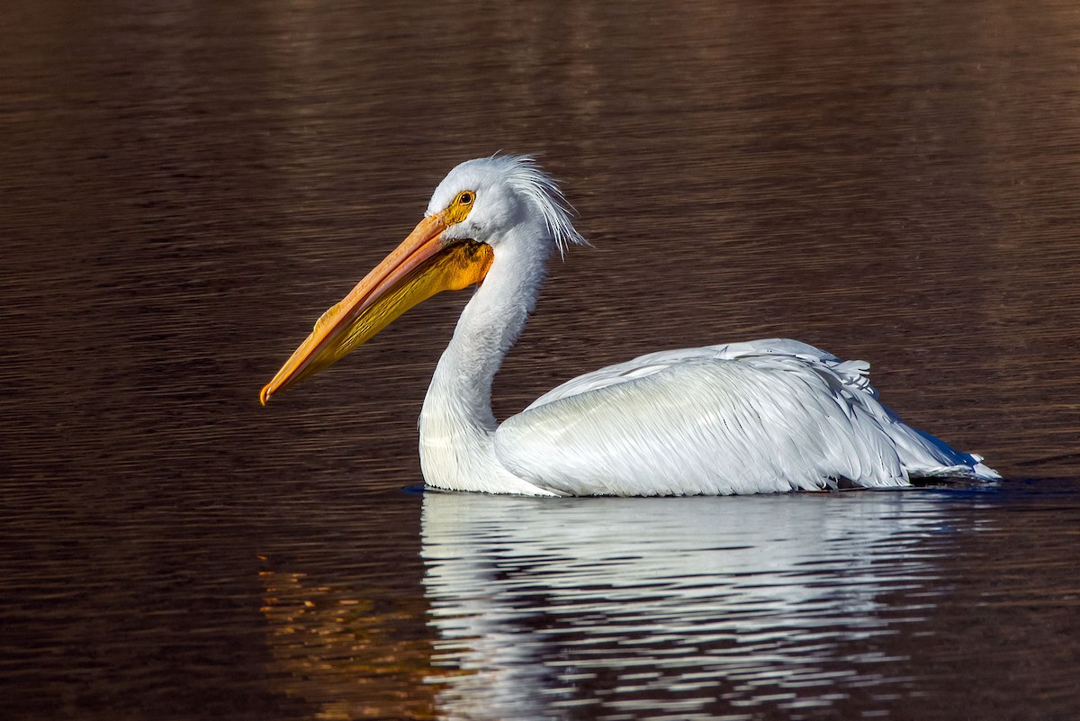 Pélican d'Amérique - ML629438202