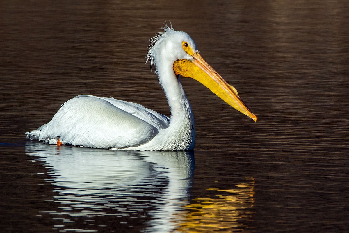 Pélican d'Amérique - ML629438203