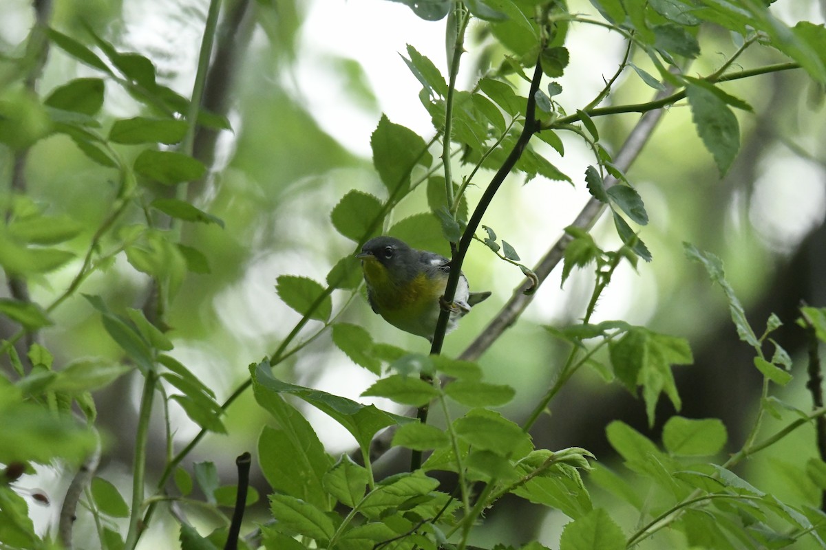 Northern Parula - ML629438328