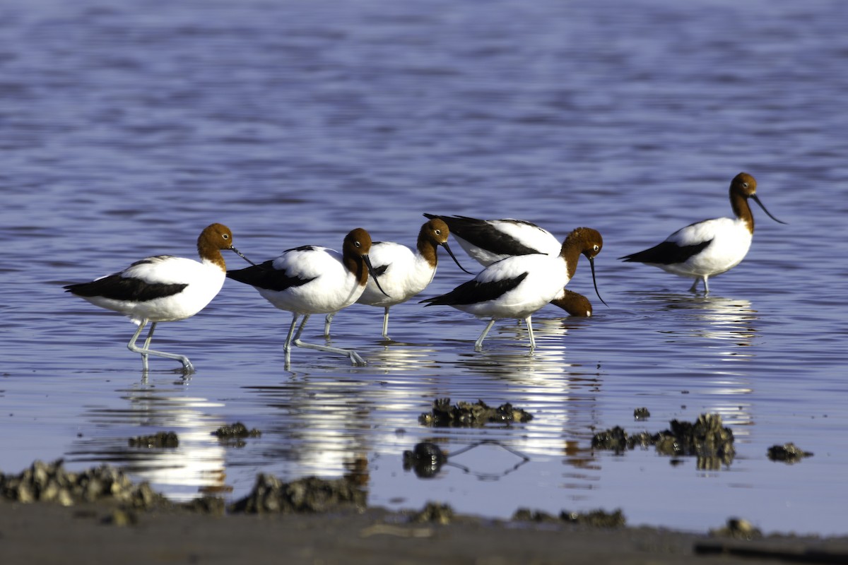 Red-necked Avocet - ML629438539