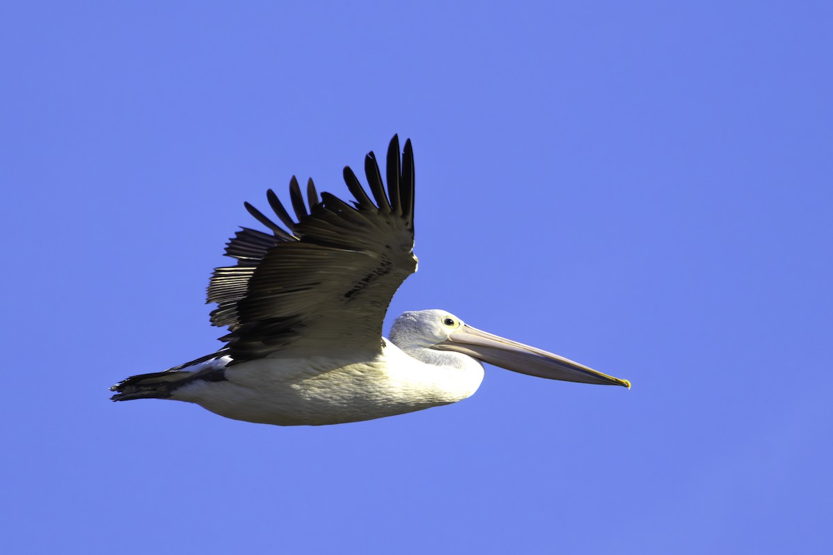 Australian Pelican - ML629438570