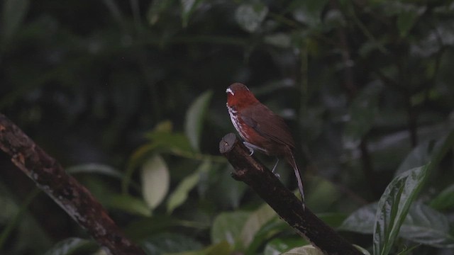 タイワンヒメマルハシ - ML629438753