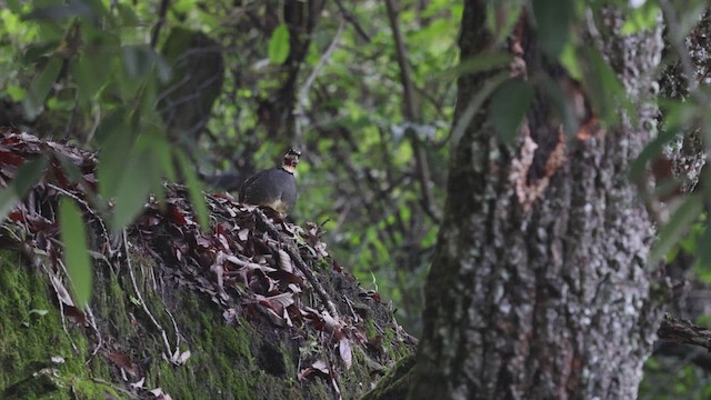 Taiwan Partridge - ML629439058