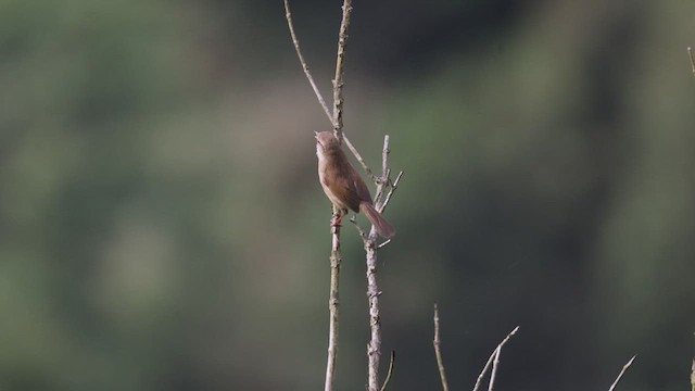 小鶯(臺灣) - ML629439077
