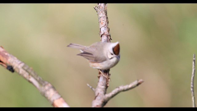 Taiwan Yuhina - ML629439091