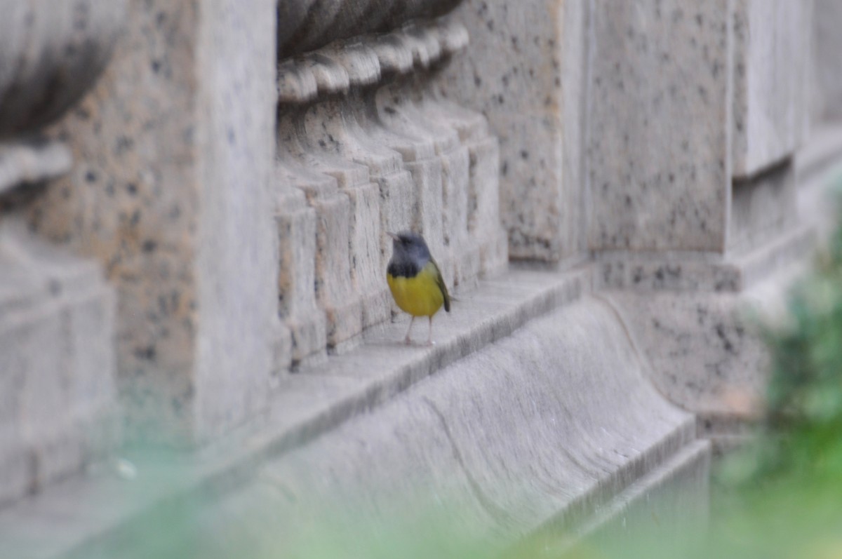 Mourning Warbler - ML629439186