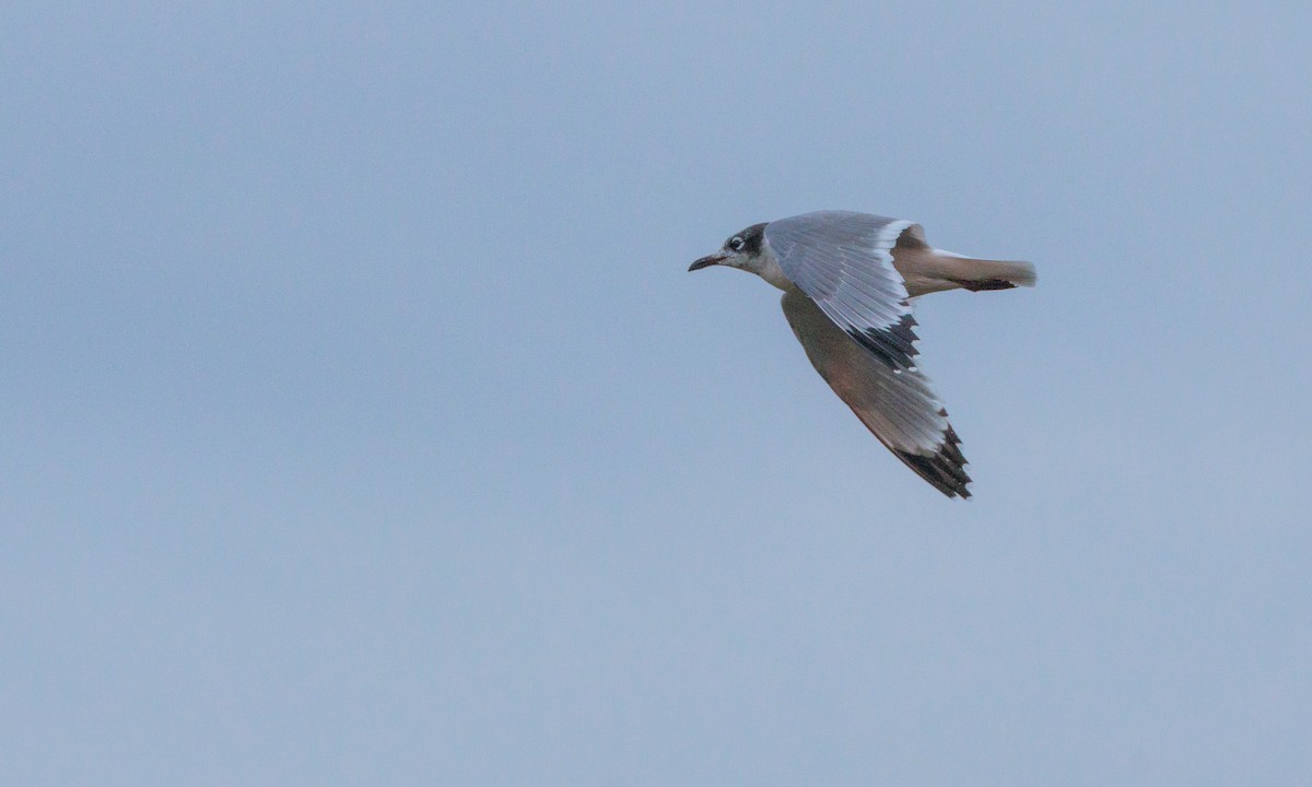 Franklin's Gull - ML629439324