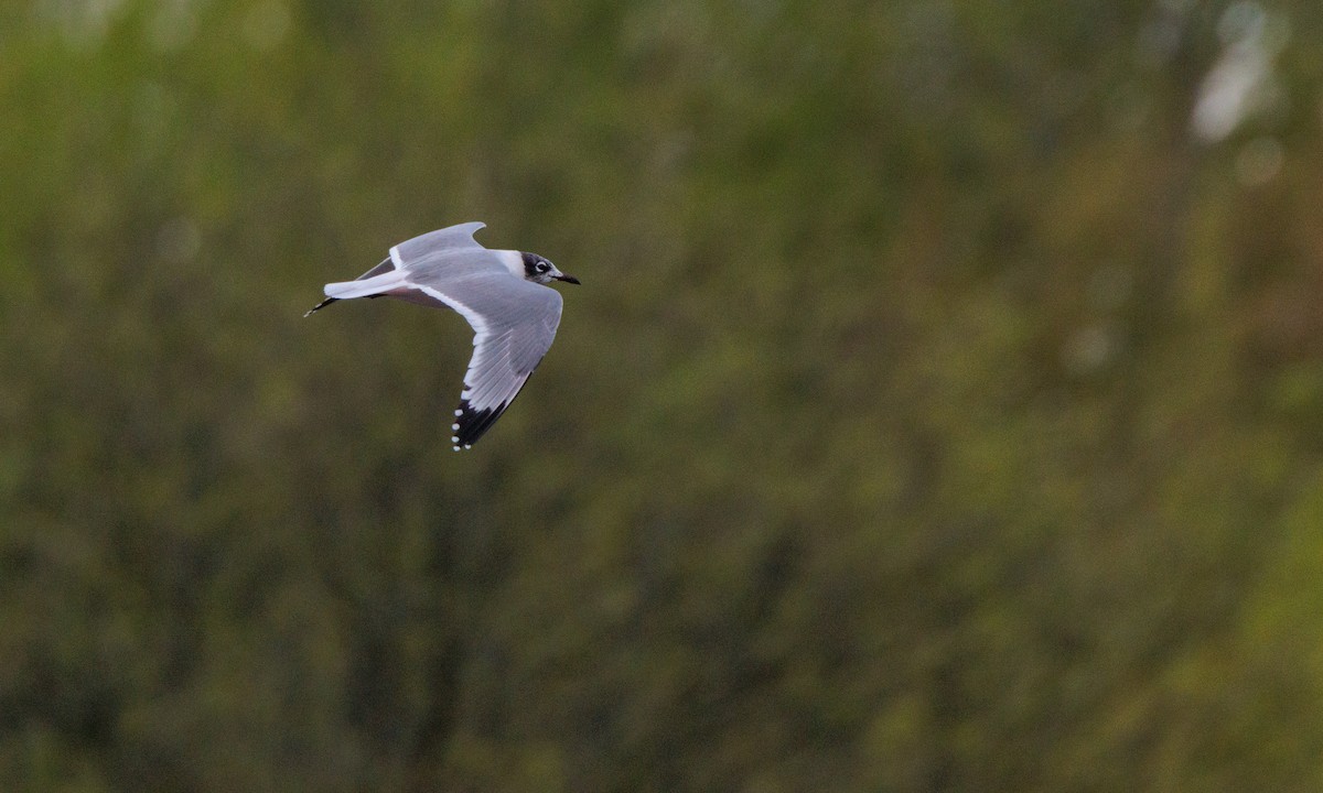 Franklin's Gull - ML629439325