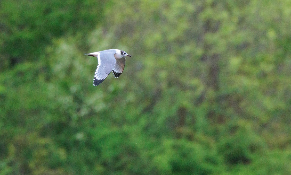 Franklin's Gull - ML629439329