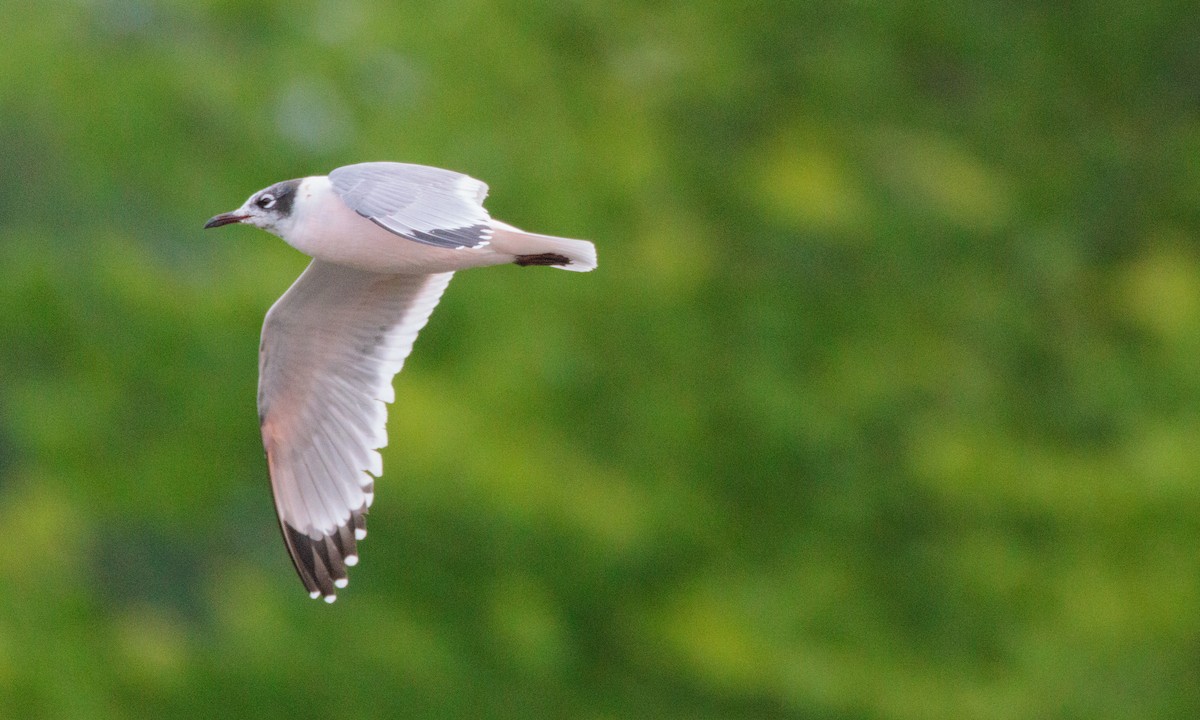Franklin's Gull - ML629439330