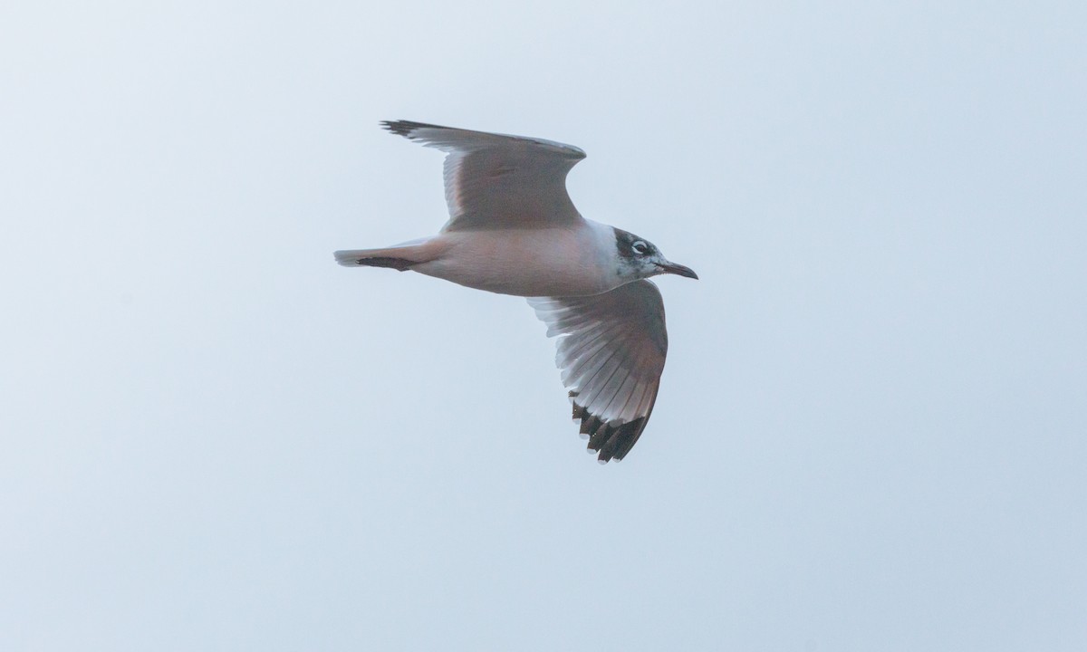 Franklin's Gull - ML629439331