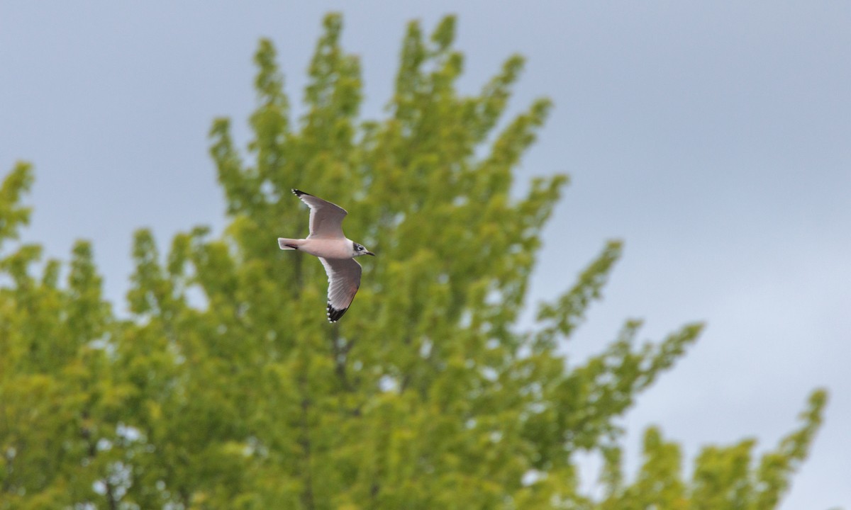 Franklin's Gull - ML629439332