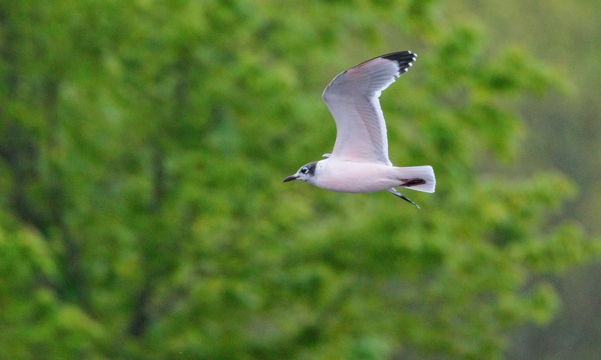 Franklin's Gull - ML629439334