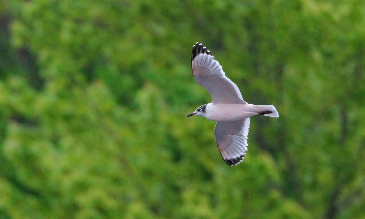 Franklin's Gull - ML629439336