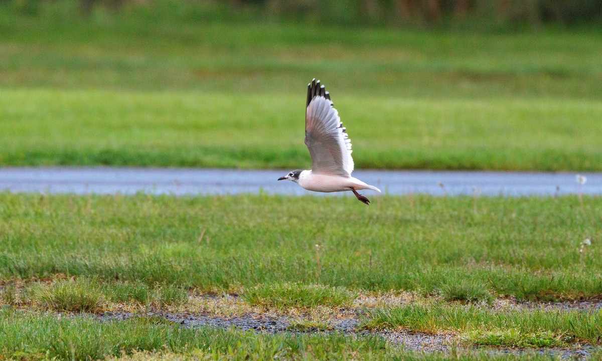 Franklin's Gull - ML629439342