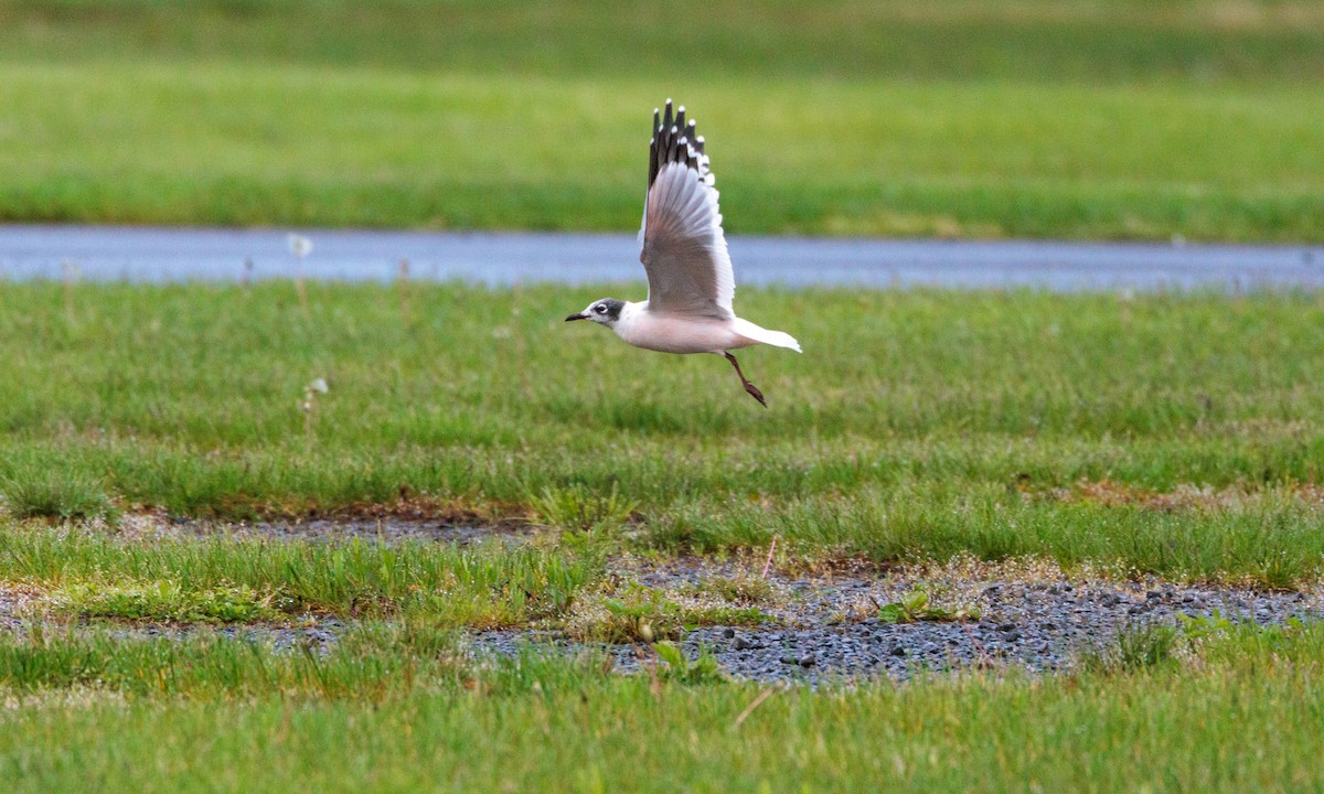 Franklin's Gull - ML629439344