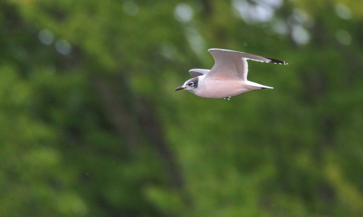 Franklin's Gull - ML629439345