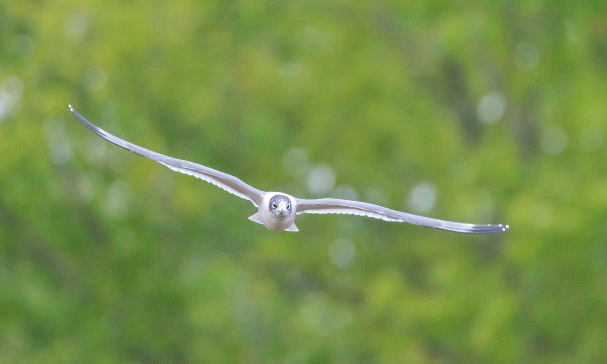 Franklin's Gull - ML629439346