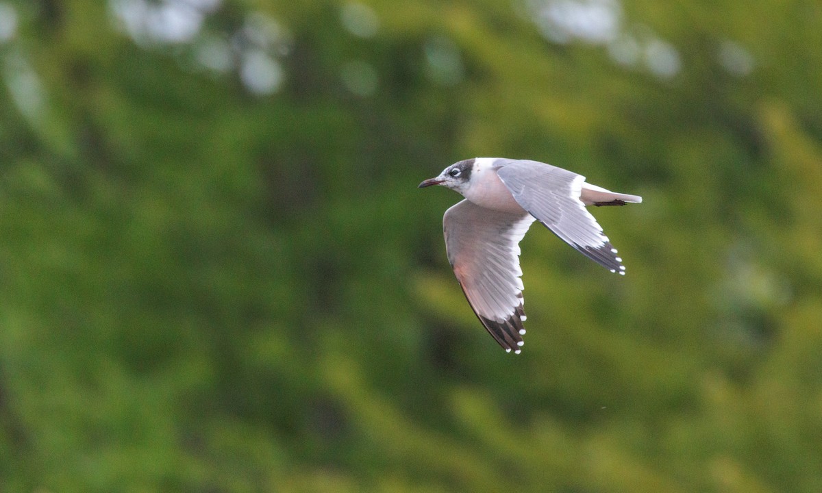Franklin's Gull - ML629439347