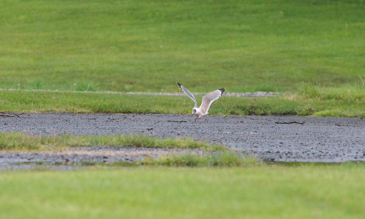 Franklin's Gull - ML629439348