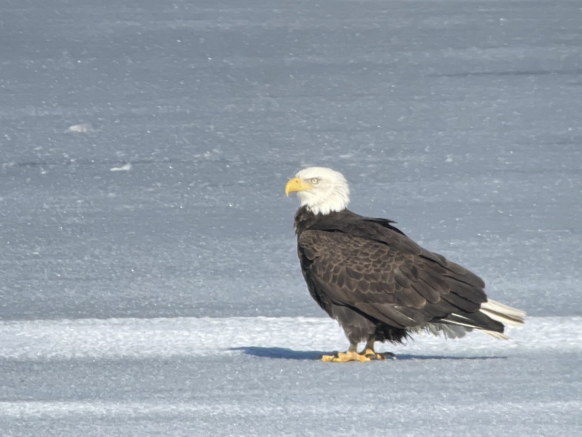 Bald Eagle - ML629439388