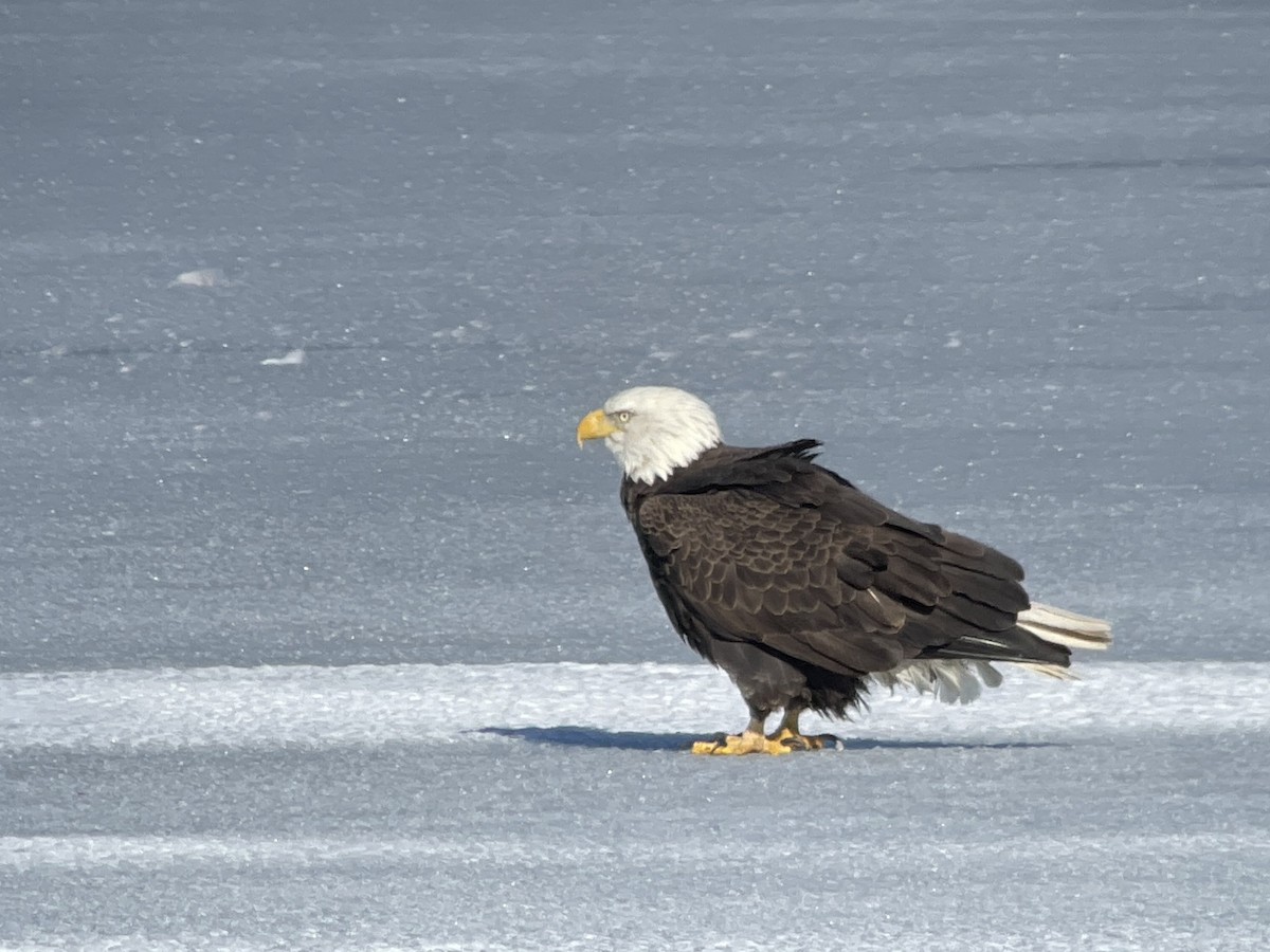 Bald Eagle - ML629439389