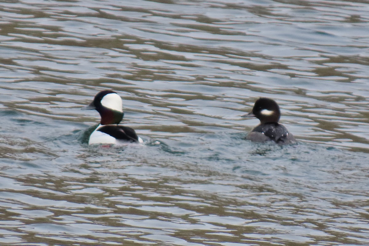 Bufflehead - ML629439418