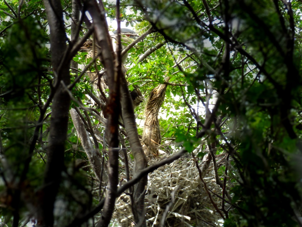 Black-crowned Night Heron - ML629439444