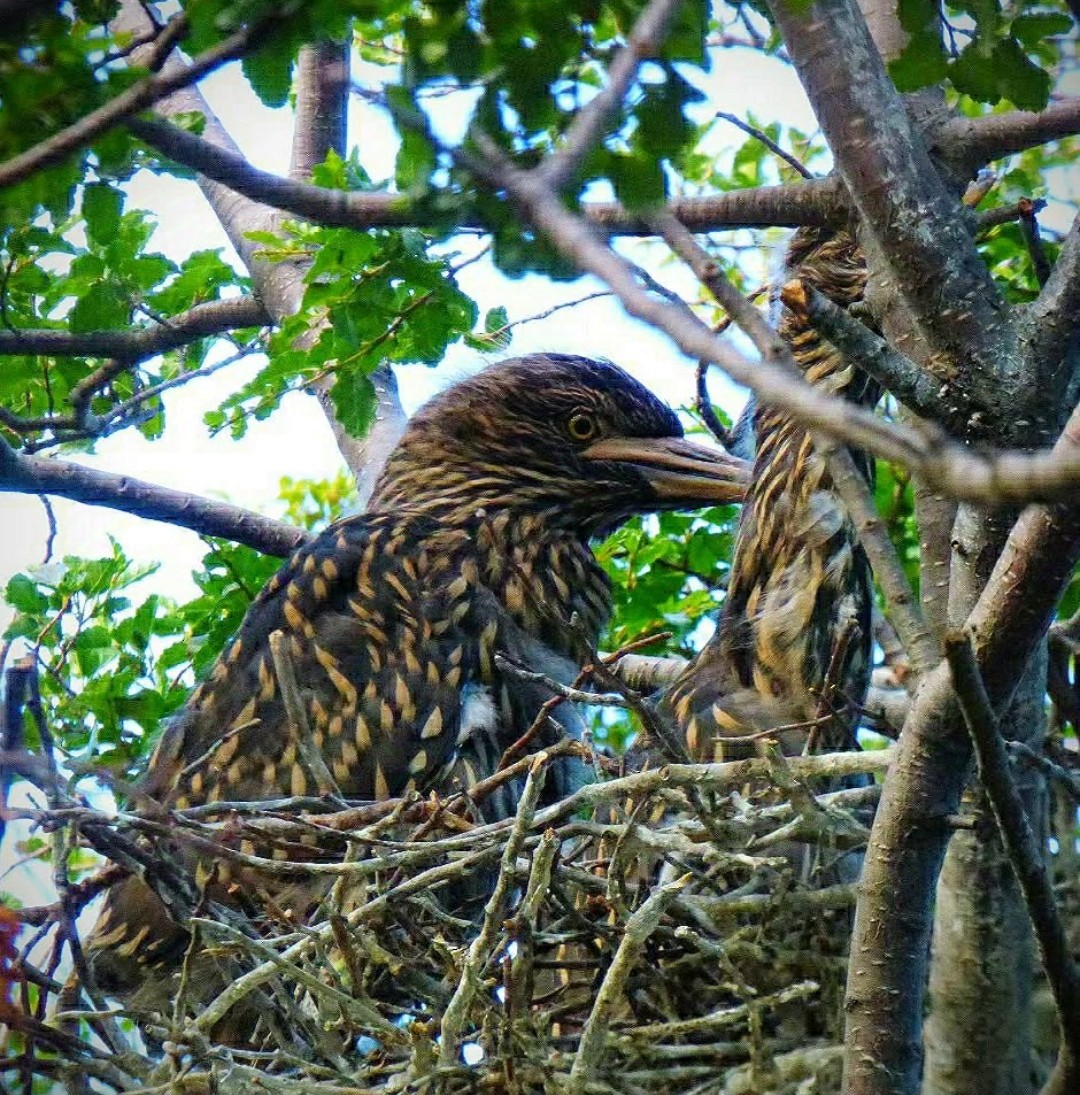 Black-crowned Night Heron - ML629439476
