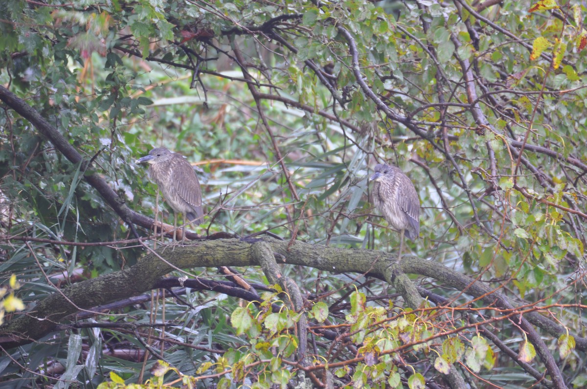 Yellow-crowned Night Heron - ML629439523