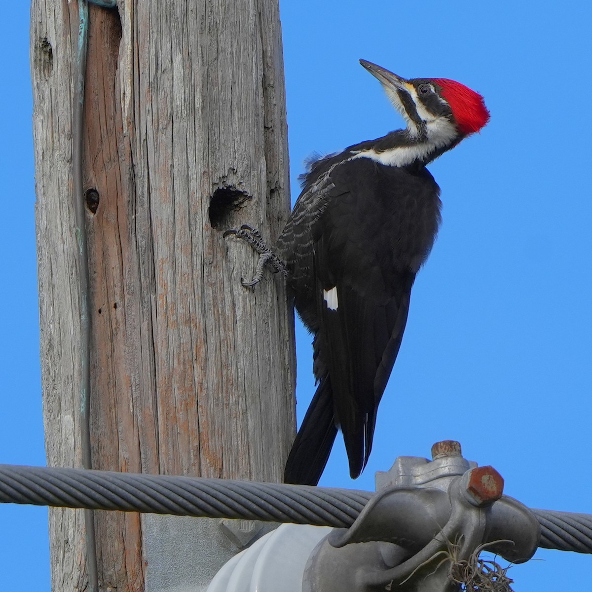 Pileated Woodpecker - ML629439653