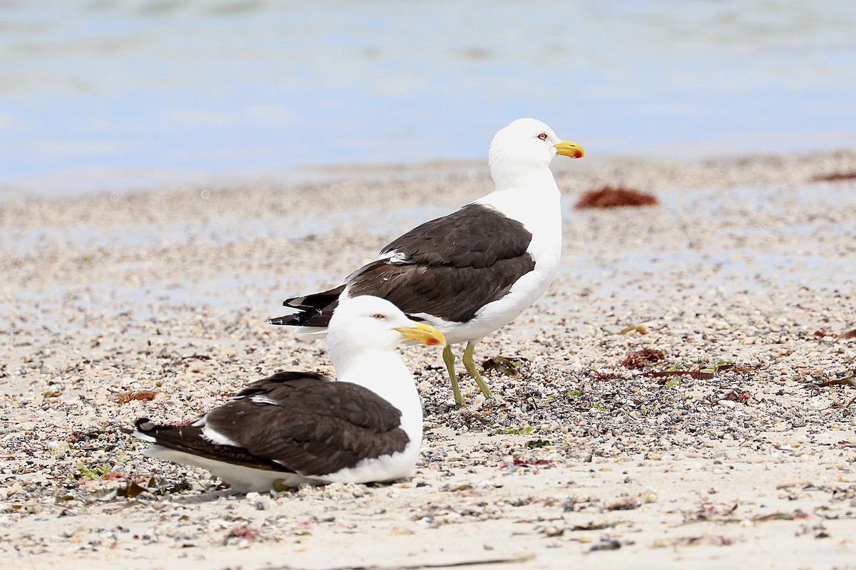 Kelp Gull - ML629439667