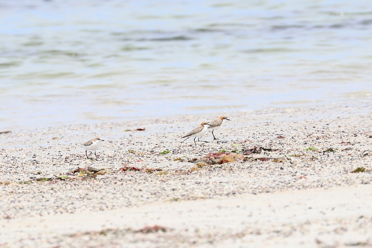 Red-capped Plover - ML629439680