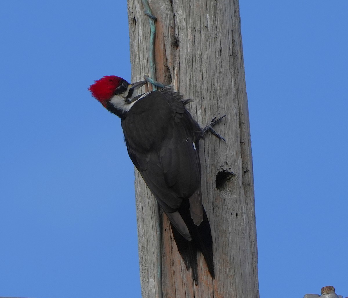 Pileated Woodpecker - ML629439681
