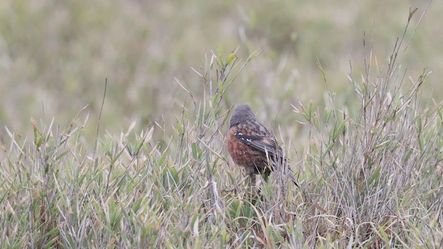 Alpine Accentor - ML629439785