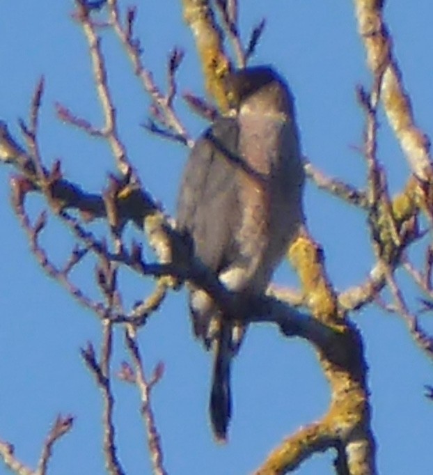 Sharp-shinned/Cooper's Hawk - ML629439805