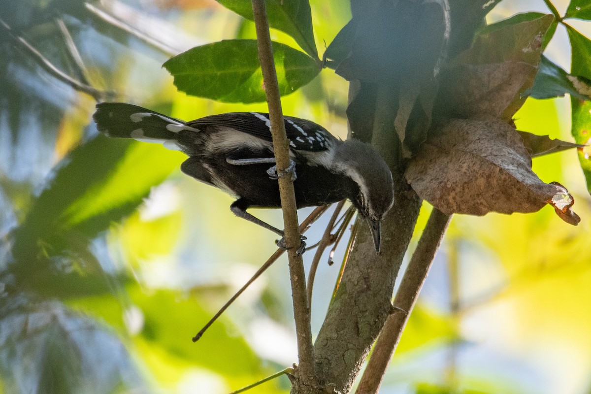 Northern White-fringed Antwren - ML629440028