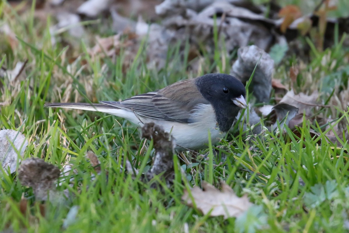 Junco Ojioscuro - ML629440240