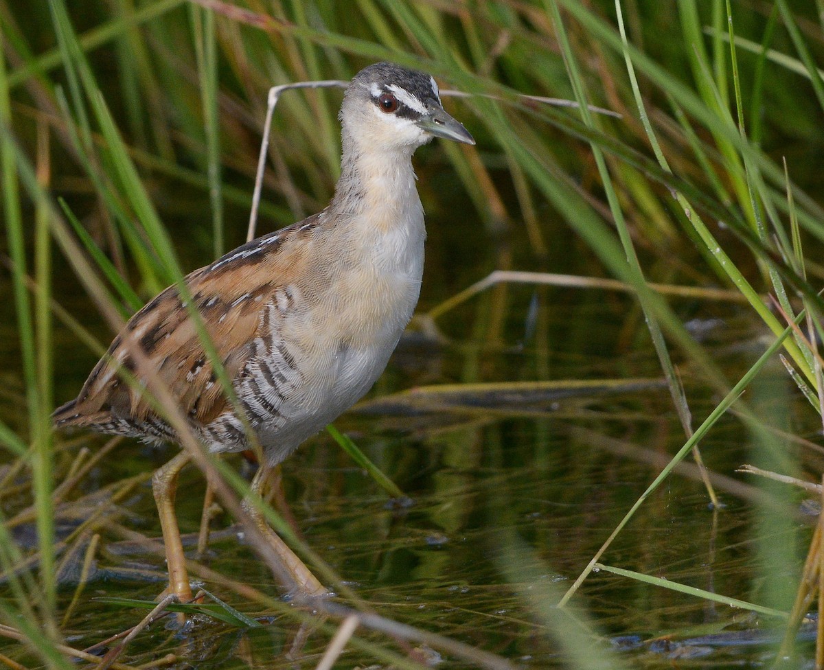Yellow-breasted Crake - ML629440250