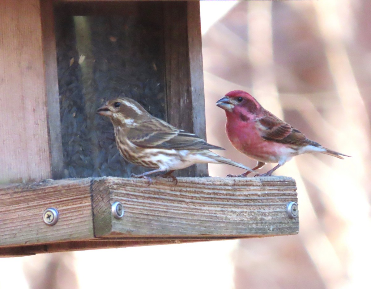 Purple Finch - ML629440341