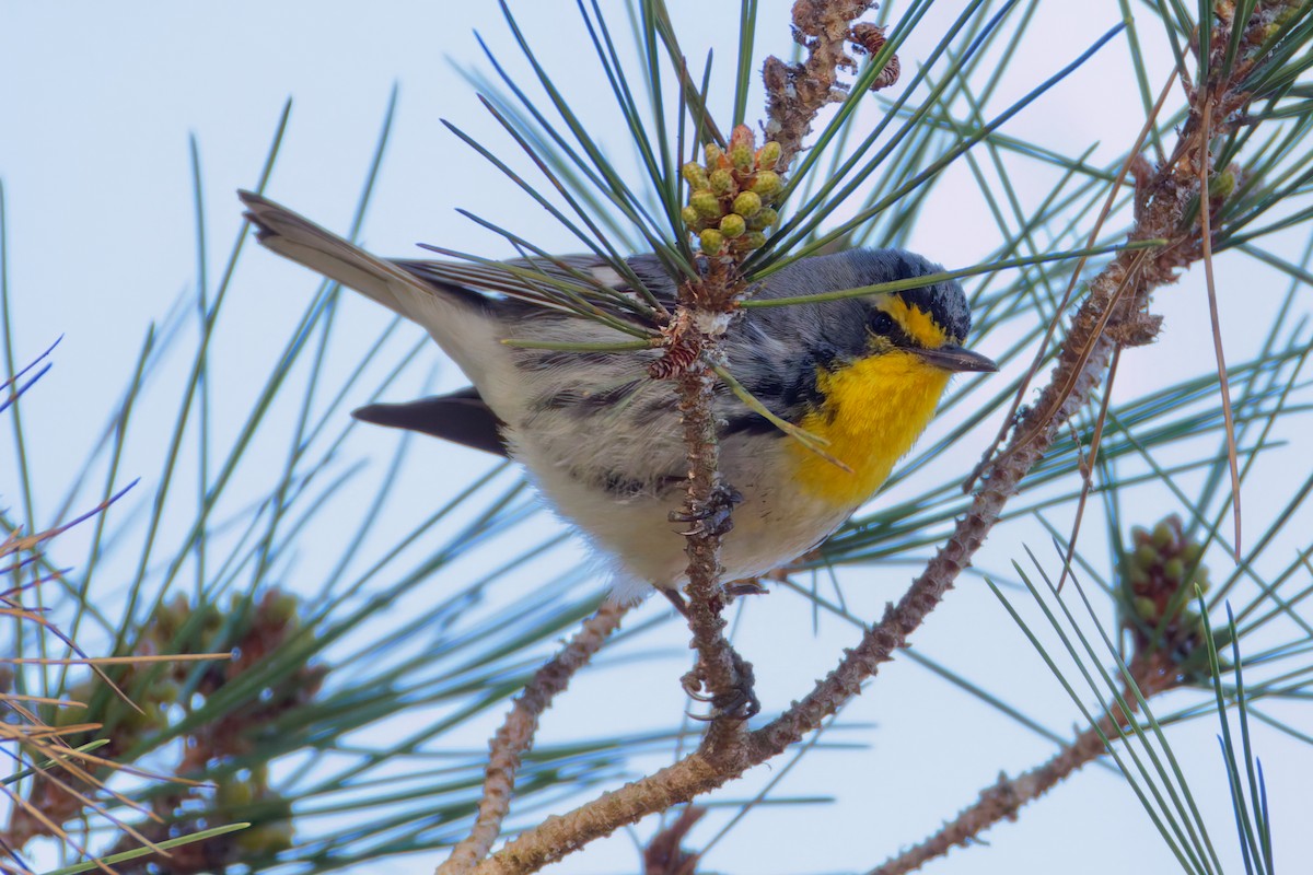 Grace's Warbler - ML629440452