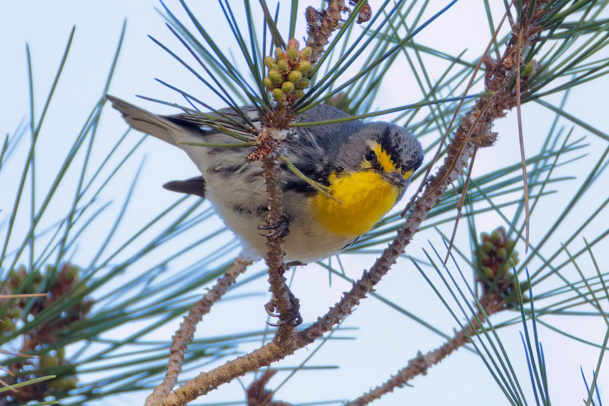 Grace's Warbler - ML629440464