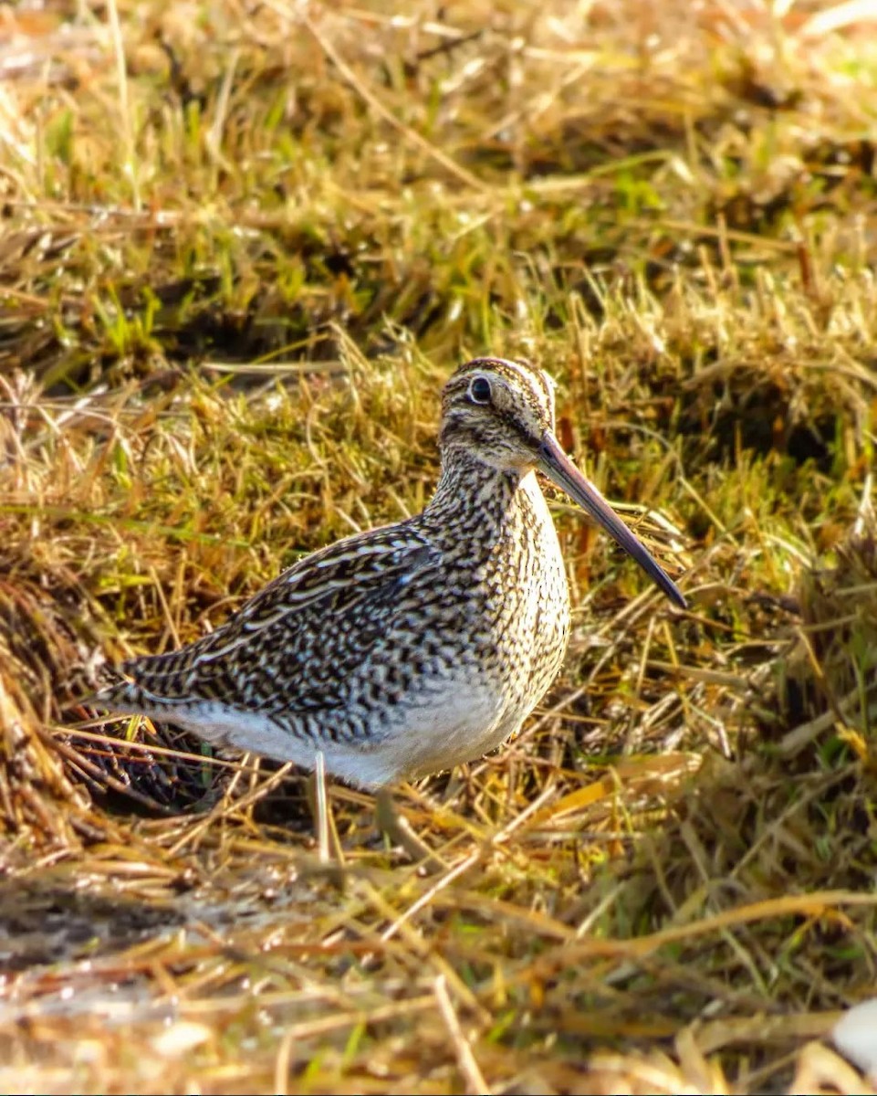 Magellanic Snipe - ML629440466