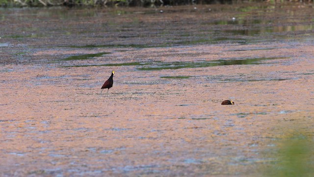 Northern Jacana - ML629440738
