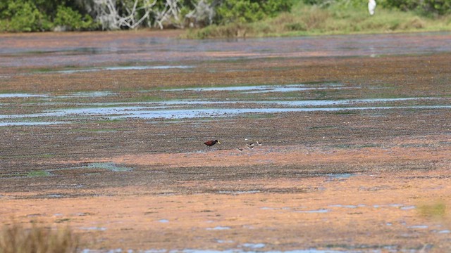 Northern Jacana - ML629440740