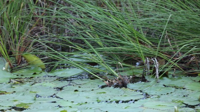 Ruddy Crake - ML629440762
