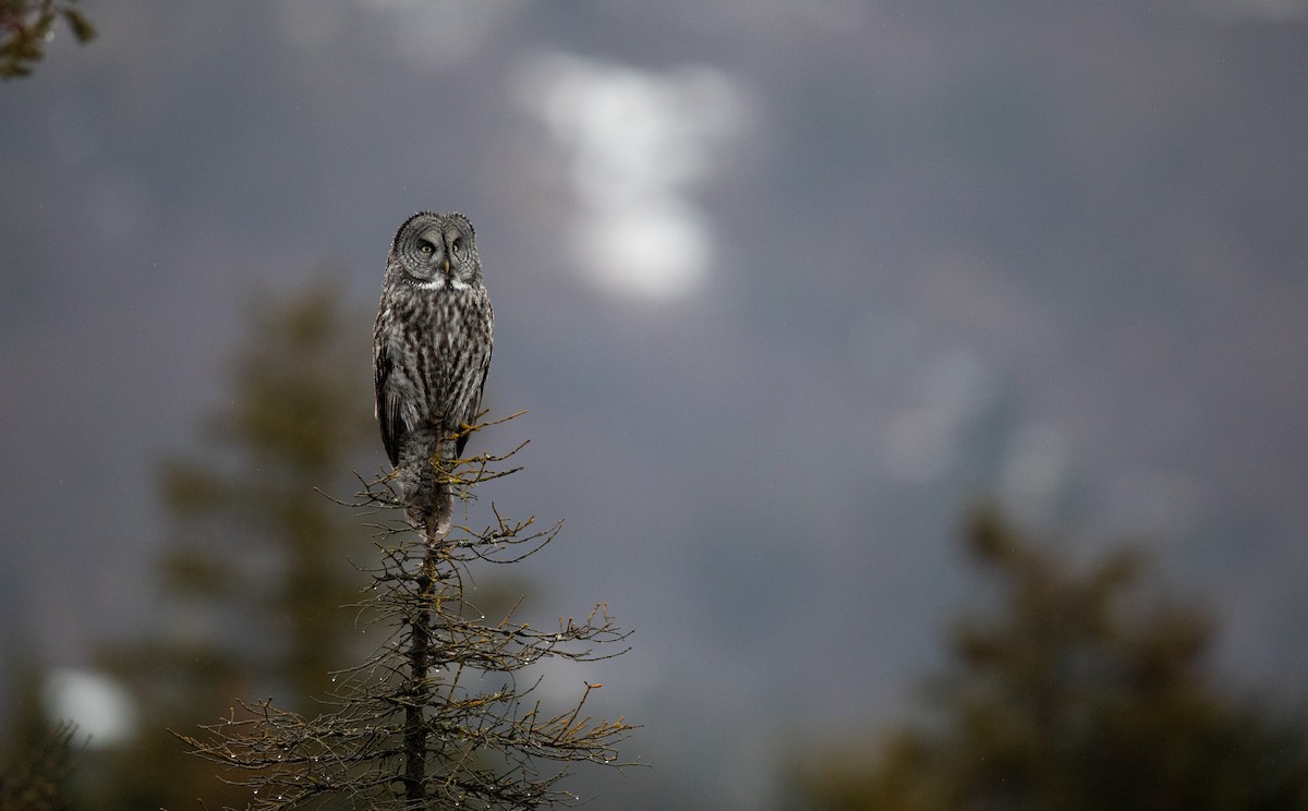 Great Gray Owl - ML629440784