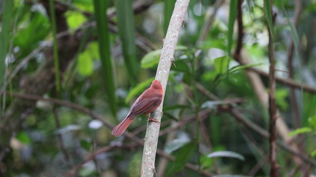 Red-throated Ant-Tanager - ML629440796