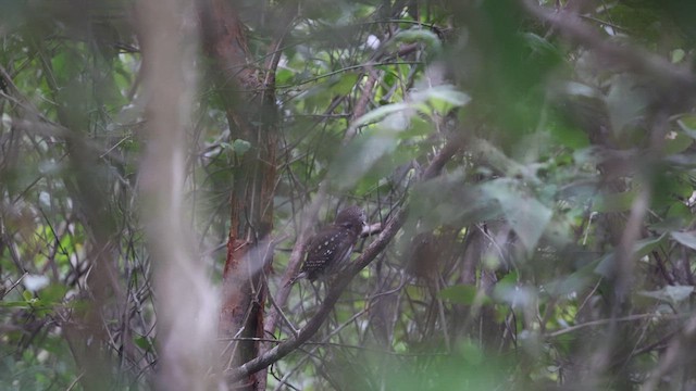 Ferruginous Pygmy-Owl - ML629440829