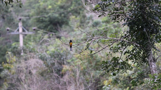 Black-headed Trogon - ML629440831